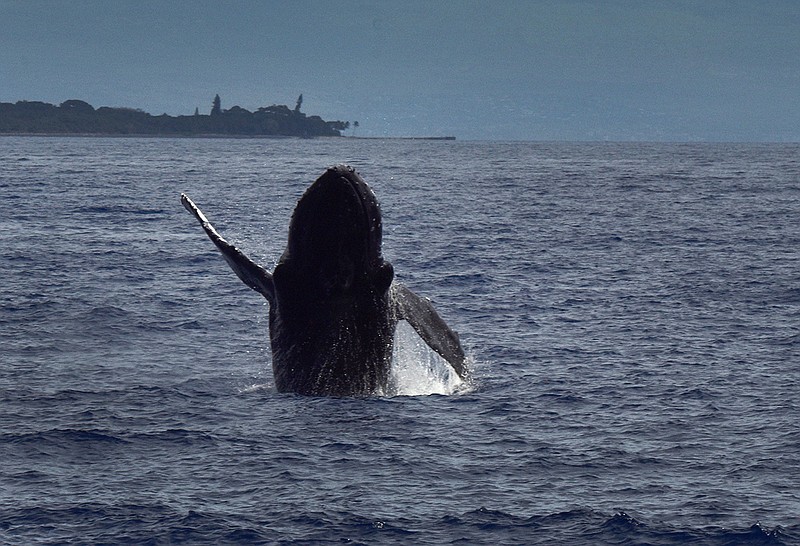 This 5-at-10 photo comes courtesy of Jay Greeson's wife, Kathleen, who took this picture while the two were whale watching during their visit to Hawaii. (Photo by Kathleen Greeson)