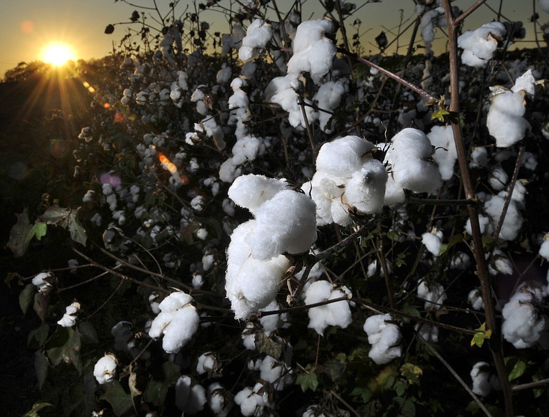 Mature cotton plants ready to have cotton picked wait in a field along US Highway 31 in Elmore County near Prattville, Alabama. (File AP Photo/Montgomery Advertiser, Lloyd Gallman)