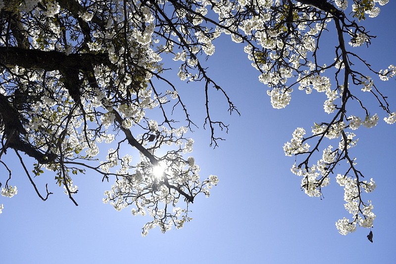 The sun peeks from behind the blossoms of a Bradford Pear Tree on East 11th Street on March 5, 2019.