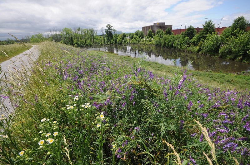 Wildflowers grow atop the Brainerd Levee near Brainerd Village in this 2014 staff file photo.