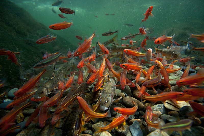 A cloud of colorful Tennessee and warpaint shiners surrounds the Smoky Mountain National Park gravel-mound nest of a river chub, which serves as a desirable spawning site for many other minnow species, including the central stoneroller (the larger fish in the center with white spikes). / Photo by David Herasimtschuk