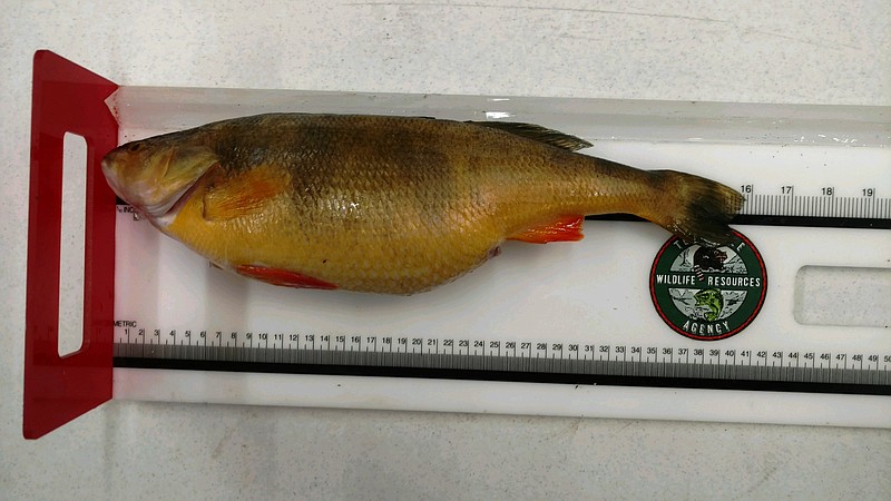 A man from Michigan caught the new state record yellow perch on Ocoee Lake.