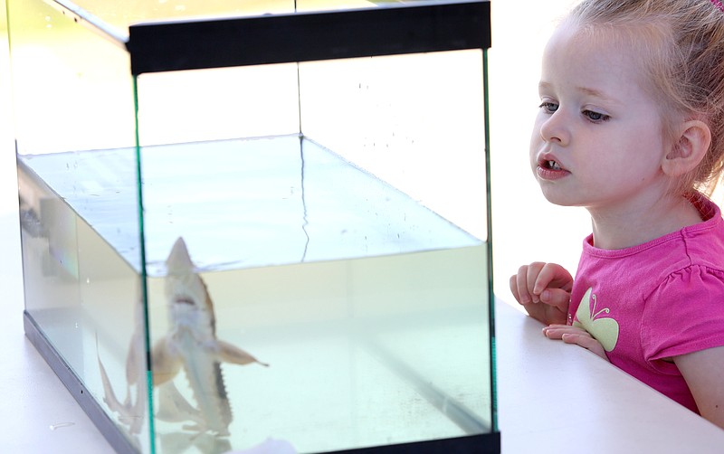 Alanna Walker, 3, checks out a sturgeon in a tank at Coolidge Park Wednesday, April 10, 2019 in Chattanooga, Tennessee. Alanna and her family had gone to the Tennessee Aquarium and learned about the release program, and they decided to be part of the release event Wednesday evening. 