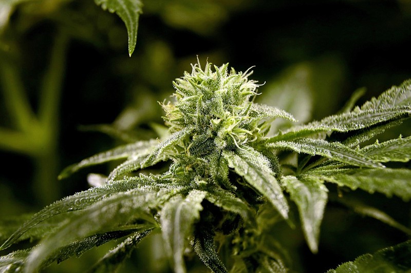FILE - This March 22, 2019 file photo shows a bud on a marijuana plant at Compassionate Care Foundation's medical marijuana dispensary in Egg Harbor Township, N.J. (AP Photo/Julio Cortez, File)

