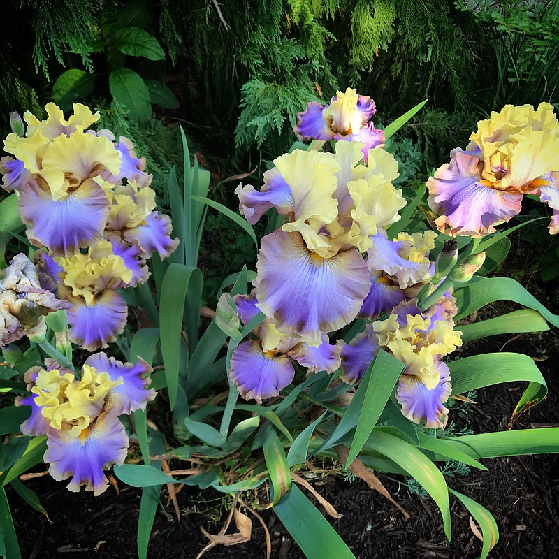 The blooms of the iris bring a rainbow of color to our landscape in the spring. This official cultivated flower of the state of Tennessee is popular across all the regions. / Photo by A. Pulte, courtesy of UTIA