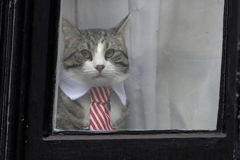 FILE - In this Nov. 14, 2016 file photo, a cat dressed with a collar and tie looks out from a window of the Ecuadorian embassy in London. Following the April 11, 2019 arrest of Julian Assange outside the Ecuadorian embassy in London, Ecuador's Foreign Minister José Valencia answered concerns about Assange's cat, saying the feline had been delivered to Assange's relatives at the end of 2018. (AP Photo/Matt Dunham, File)

