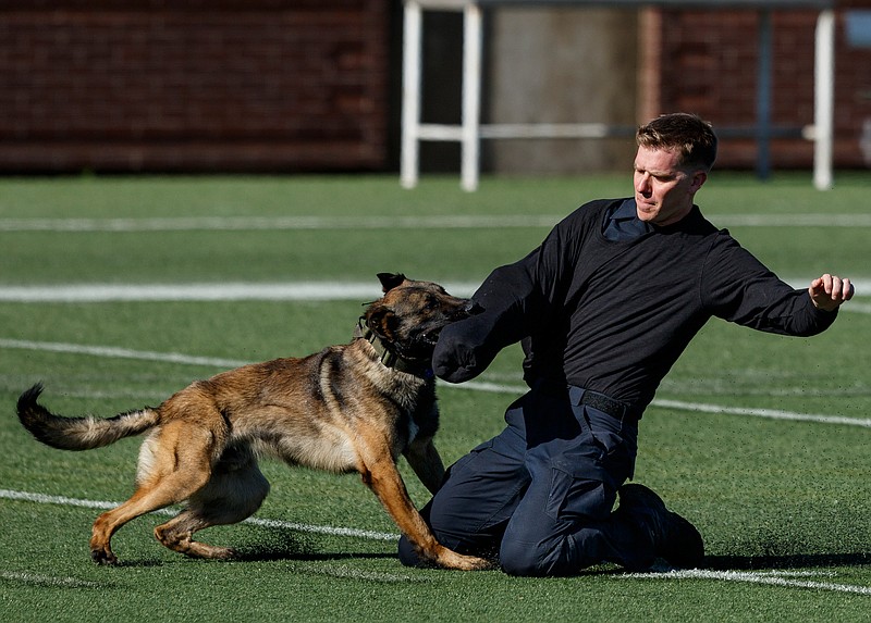 Decatur Police K9 Bane subdues Madison County Sheriff's Deputy Drew Lane during the criminal apprehension competition of the United States Police Canine Association's Region 22 Field Trials at Finley Stadium on Tuesday, April 16, 2019, in Chattanooga, Tenn. Teams from Tennessee, Georgia and Alabama competed in general patrol dog and narcotic detection categories that tested the dogs' training, behavior and obedience. In, Tuesday's criminal apprehension competition, dogs and their handlers were evaluated across multiple criteria that included their efficient response to handler commands and the technique of their takedown.