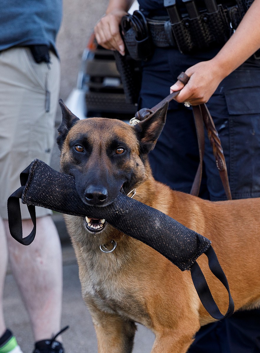 K9 Competition Chattanooga Times Free Press