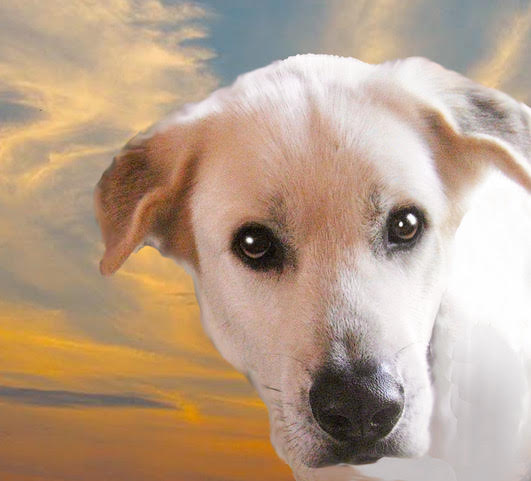Artwork by Miki Boni will be included at Pet Pop, a pet-centric art installation. / Pet Pop photo