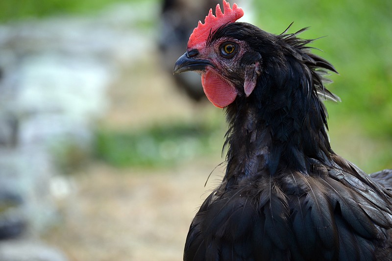 For nearly a year, a mysterious free-range chicken has been spotted grazing alongside the interstate in Chattanooga.