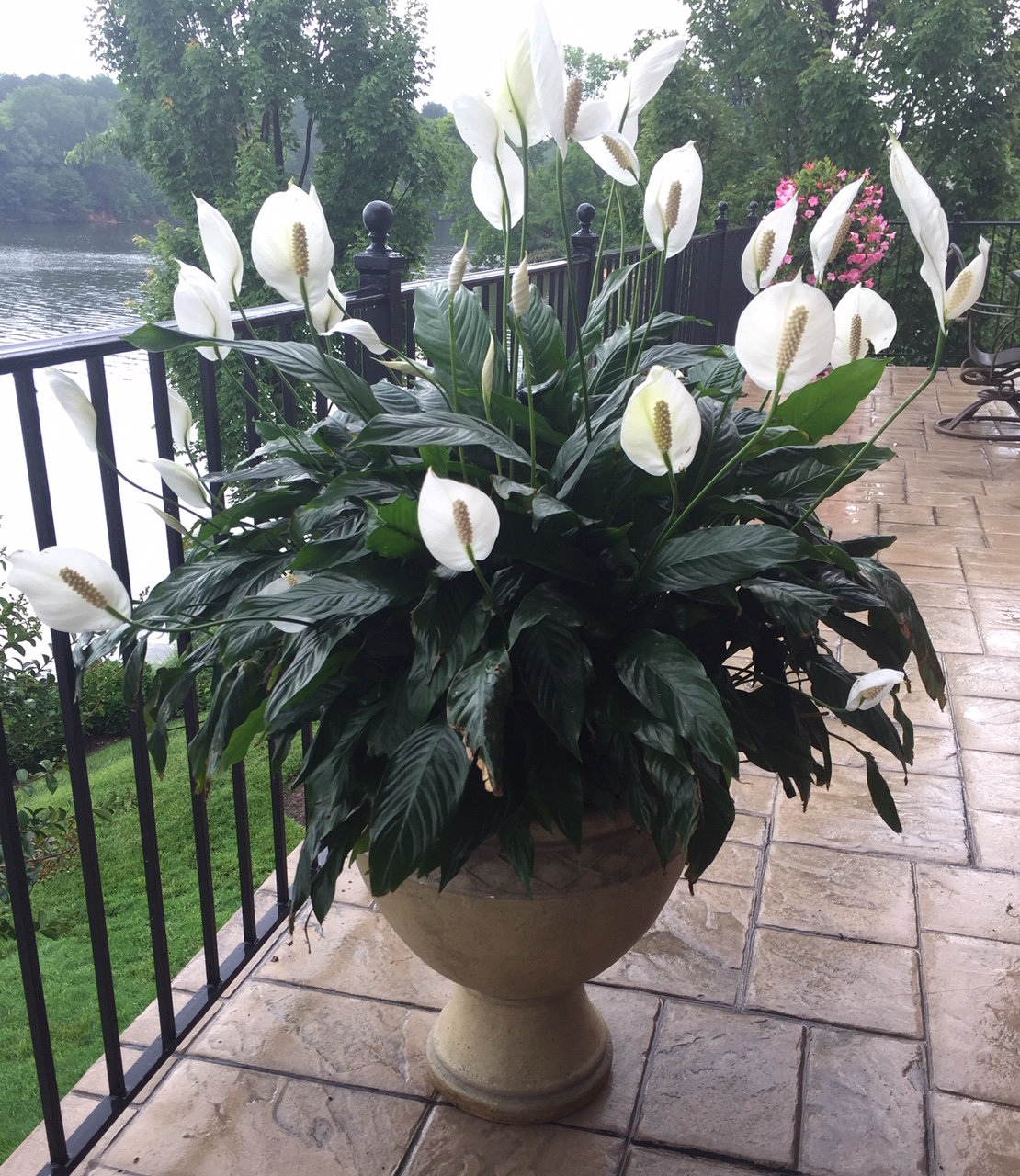 Debbie Brown's beloved peace lily.
