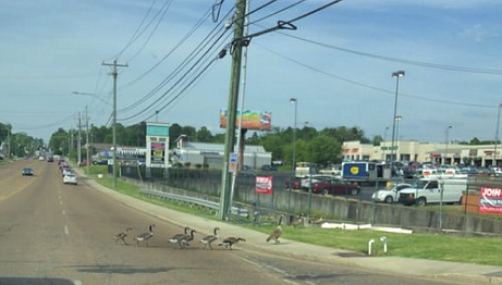 Hamilton County Chief Deputy Austin Garrett was on his way home when he saw a gaggle of geese crossing the road.