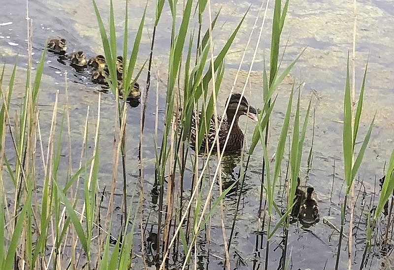 In this Sunday, May 5, 2019 photo released by the University Connecticut, ducklings swim with their mother on Swan Lake on the UConn campus after being rescued from a catch basin near the chemistry building in Storrs, Conn. Bystanders called the fire department after noticing the mother duck and two ducklings crying at the storm drain. UConn firefighters rescued several ducklings had that had fallen into the catch basin. (Capt. Steven Garvin/University of Connecticut Fire Department via AP)

