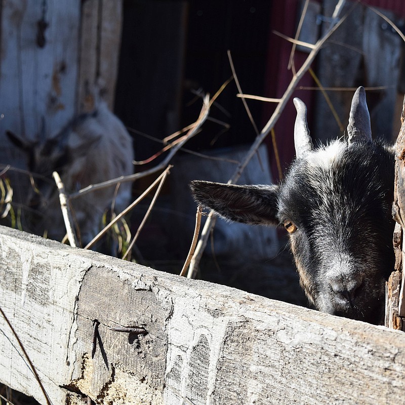 A pygmy goat peeks from behind a fence. The town of Signal Mountain now allows miniature pygmy and dwarf goats on single-family residential properties of 2 acres or more. / Stock photo from Pixabay