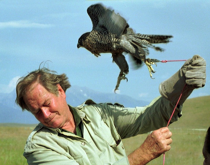 FILE - In this July 27, 1998, file photo, television personality Jim Fowler ducks to avoid being battered by a peregrine falcon on a tether at the National Bison Range near Missoula, Mont. Fowler, a naturalist who rose to fame on the long-running television show Wild Kingdom, died peacefully surrounded by family on Wednesday, May 8, 2019, at his home in Norwalk, Conn. He was 89. (Michael Gallacher/The Missoulian via AP)

