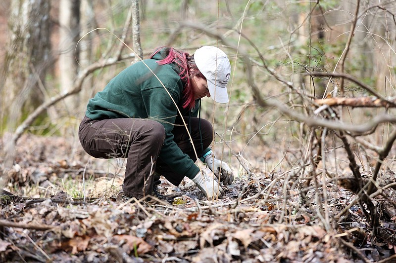 Emma Neigel, a conservation horticulturist at the Atlanta Botanical Garden in Gainesville, Georgia, plants federally threatened white fringeless orchids Tuesday, March 12, 2019 in Virgin Falls State Natural Area in Sparta, Tennessee. A new United Nations report found biodiversity is declining faster now than at any time in human history.