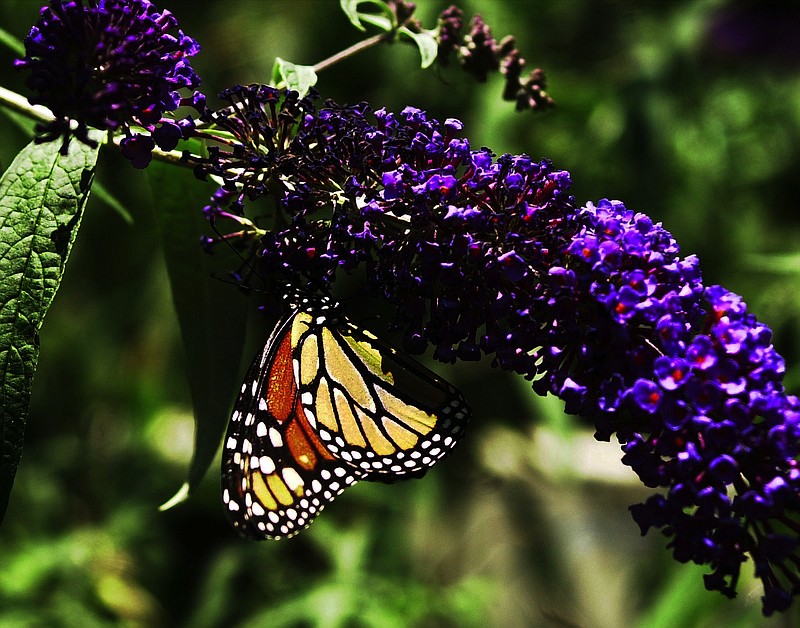 A monarch in 2015 gathers nectar from a butterfly bush.