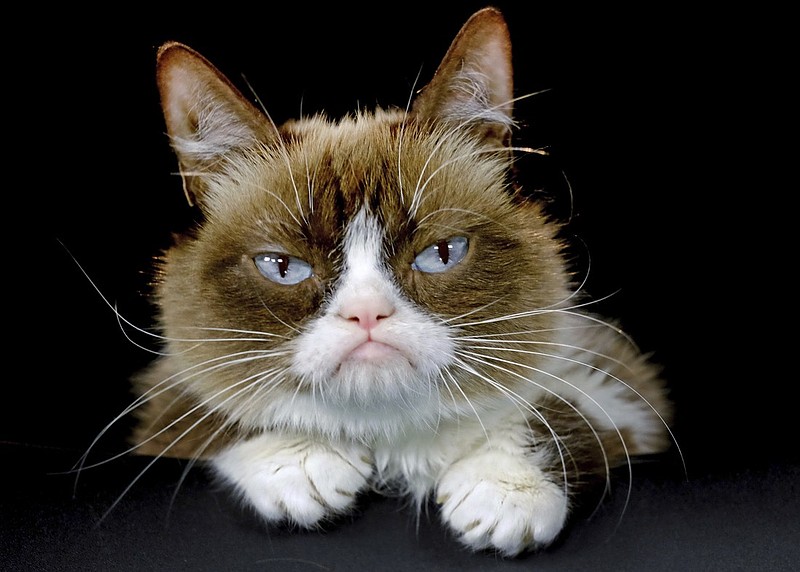 This Dec. 1, 2015 file photo shows Grumpy Cat posing for a photo in Los Angeles. Grumpy Cat, whose sour puss became an internet sensation, has died at age 7, according to her owners. Posting on social media Friday, May 17, 2019, her owners wrote Grumpy experienced complications from a urinary tract infection and passed away peacefully in the arms of her mother on Tuesday, May 14. (AP Photo/Richard Vogel, File)