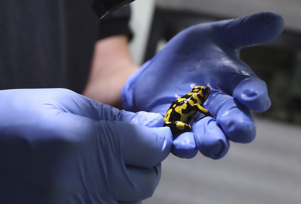 Colombian conservationist Ivan Lozano inspects an Oophaga lehmanni anchicaya at his "Tesoros de Colombia" breeding center in Cundinamarca, Colombia, Tuesday, April 23, 2019. It took Lozano three years to secure his first export permit, exasperating two business partners, who eventually gave up on the venture. (AP Photo/Fernando Vergara)
