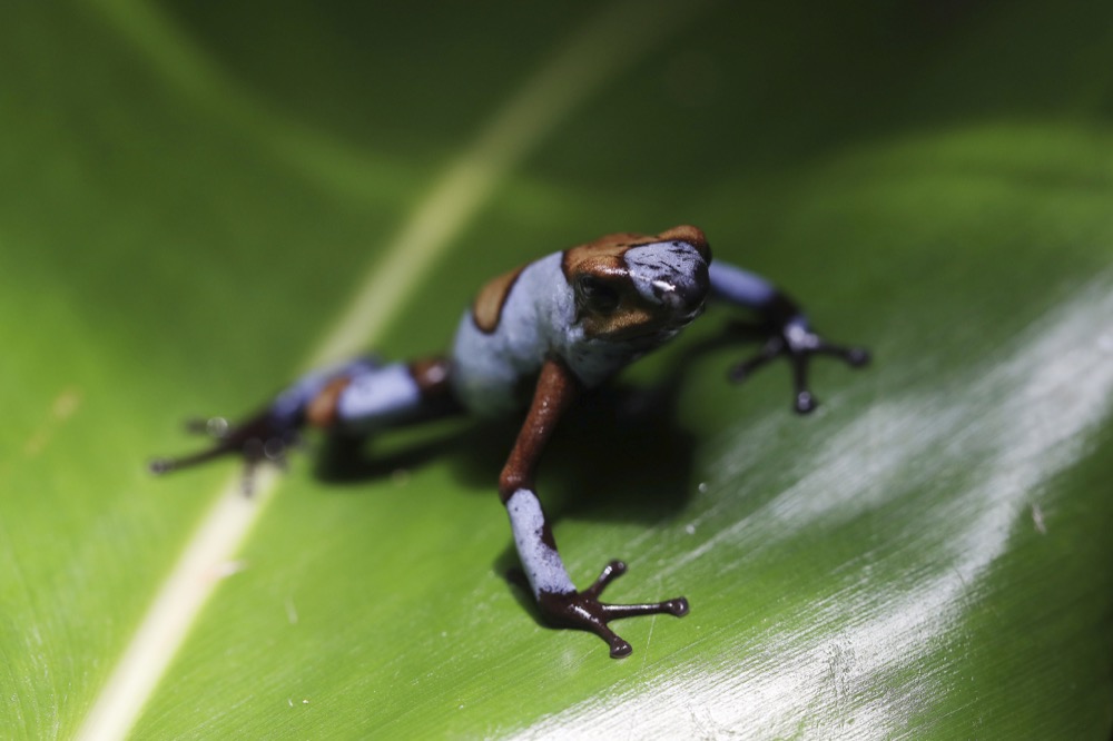 An Oophaga histrionica blue stands at the “Tesoros de Colombia” frog breeding center in Cundinamarca, Colombia, Tuesday, April 23, 2019. The blue is a of poison dart frog endemic to the Choco region of western Colombia. (AP Photo/Fernando Vergara)