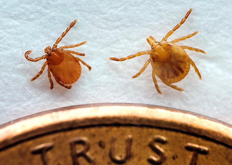 Two Asian Longhorned Ticks are seen next to a penny in this photo provided by Graham Hickling, Ph.D., UTIA / Photo contributed by the Tennessee Department of Agriculture