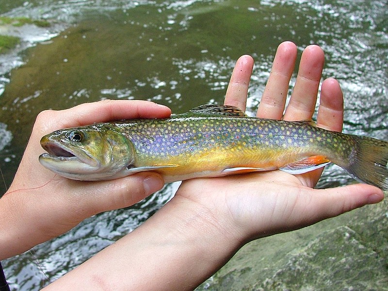 What brook trout lack in size they make up for in color.  / Photo by Richard Simms