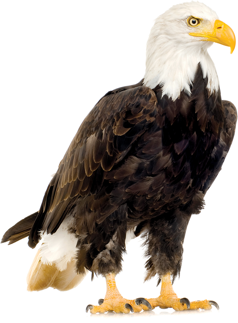 Bald Eagle (22 years) - Haliaeetus leucocephalus in front of a white background.