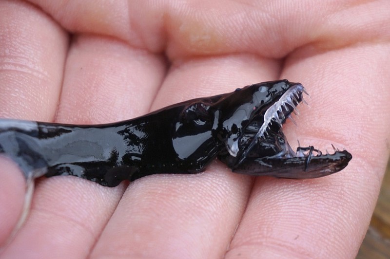 This April 2019 photo provided by Audrey Velasco-Hogan shows a dragonfish during a specimen collection session along the coast of San Diego, Calif. The deep-sea creature's teeth are transparent underwater - virtually invisible to prey. According to research released on Wednesday, June 5, 2019, they are made of the same materials as human teeth, but the microscopic structure is different. And as a result, light doesn t reflect off the surface. (Audrey Velasco-Hogan via AP)

