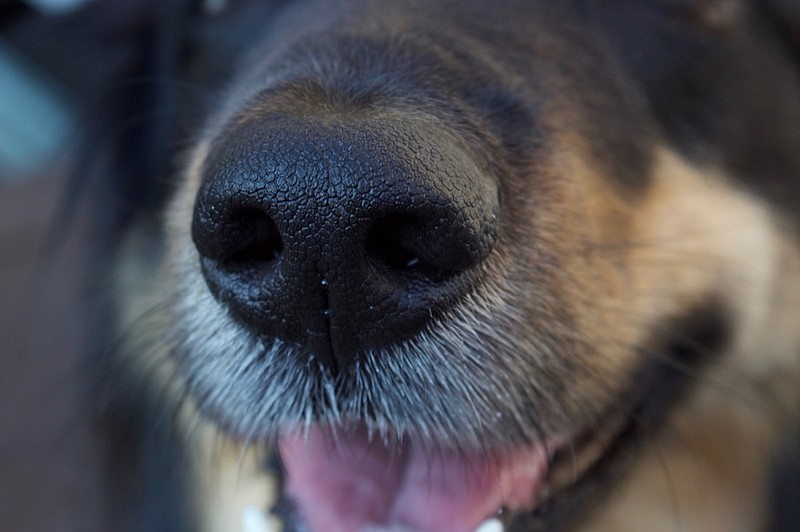 A black dog's nose and whiskers dog tile k-9 tile dog face / Getty Images
