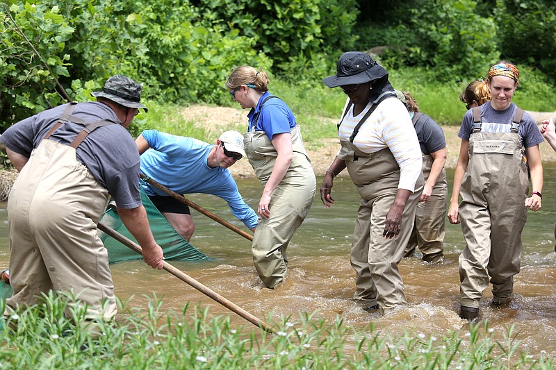 Teachers and employees from the Tennessee Aquarium shuffle across the floor of South Chickamauga Creek to stir up aquatic life Tuesday, June 11, 2019 in Graysville, Georgia. The teachers were taking part in the aquarium's River Teachers workshop.