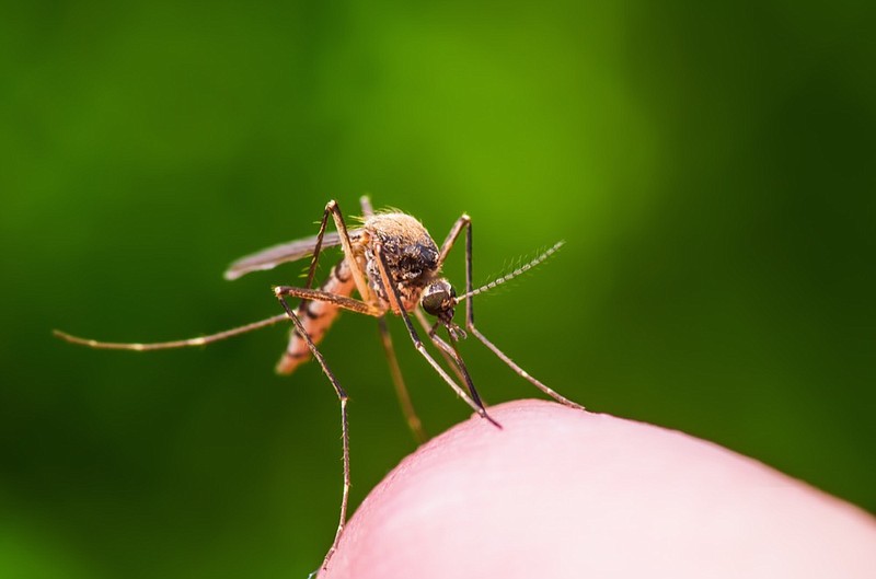 Macro Photo of Yellow Fever, Malaria or Zika Virus Infected Mosquito Insect Bite on Green Background mosquito tile health / Getty Images
