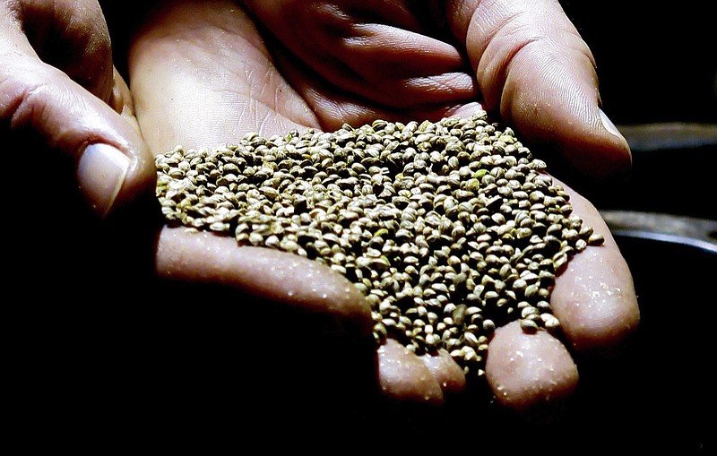 FILE - In this April 19, 2018, file photo, a man displays hemp seeds being prepared for sale to industrial hemp farmers at his facility in Monmouth, Ore. A global hemp research lab announced Thursday, June 13, 2019, in Oregon, is part of a larger movement to bring the standardization to hemp that traditional crops like corn and cotton enjoy. (AP Photos/Gillian Flaccus, File)