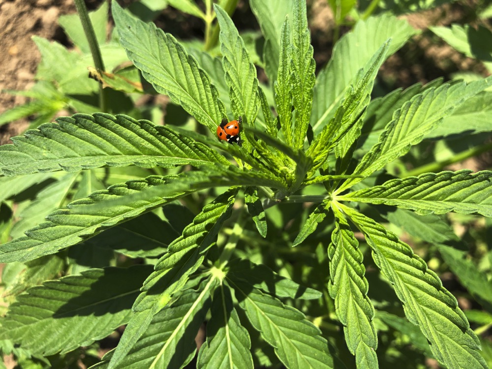 In this Thursday, June 13, 2019, photo, Lloyd Nackley, a lady bug sits on the leaf of a young hemp plant at a research station in Aurora, Ore., that’s part of Oregon State University’s newly formed Global Hemp Innovation Center. The Global Hemp Innovation Center was unveiled this week by Oregon State University and will be the largest such research hub in the U.S. (AP Photo/Gillian Flaccus)