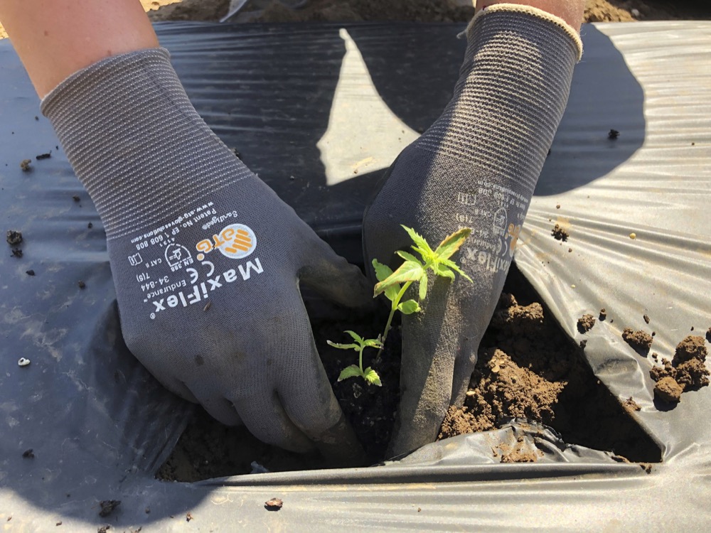 In this Thursday, June 13, 2019, photo, Jennifer Lane, a student intern at the Oregon State University Extension Center, plants a hemp seedling in a field one of the research stations for Oregon State’s newly announced Global Hemp Innovation Center in Aurora, Ore. The Global Hemp Innovation Center was unveiled this week by Oregon State University and will be the largest such research hub in the U.S. (AP Photo/Gillian Flaccus)