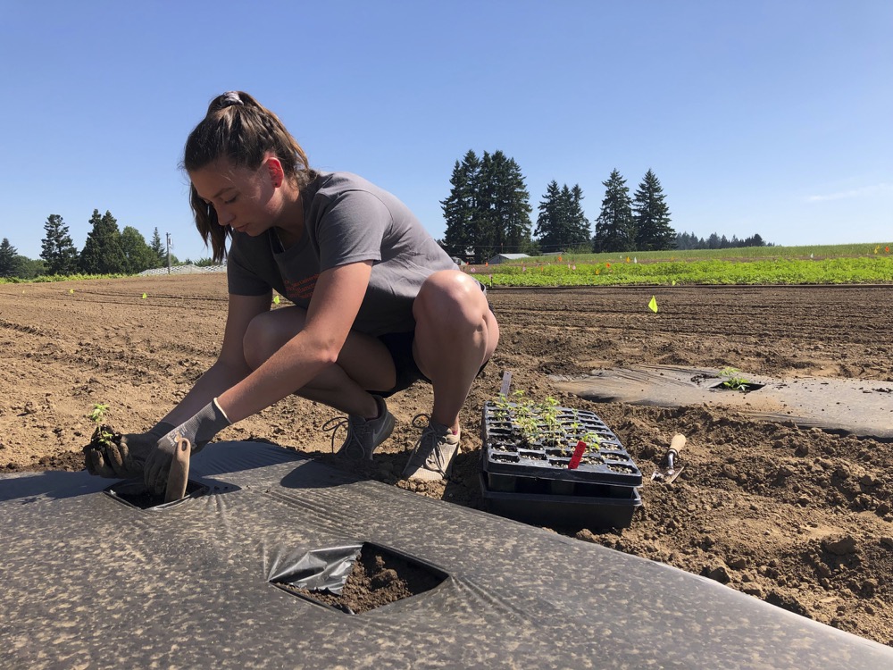 In this Thursday, June 13, 2019, photo, Jennifer Lane, a student intern at the Oregon State University Extension Center, plants a hemp seedling in a field at one of the research stations for Oregon State's newly announced Global Hemp Innovation Center in Aurora, Ore. The center will be the largest such research hub in the U.S. (AP Photo/Gillian Flaccus)