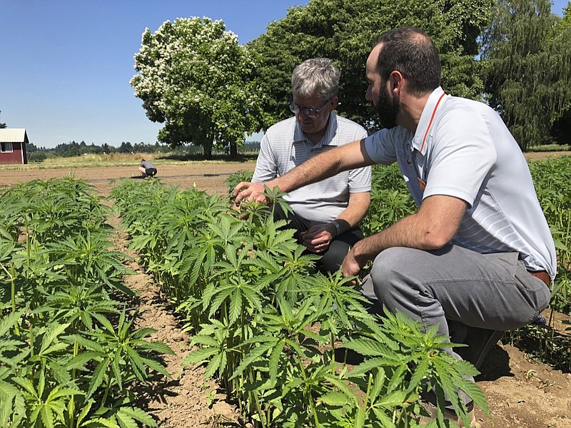 In this Thursday, June 13, 2019, photo, Jay Noller, director and lead researcher for Oregon State University's newly formed Global Hemp Innovation Center, left, inspects young hemp plants with Lloyd Nackley, a plant ecologist with the Oregon State University Extension Service, at one of the university's hemp research stations in Aurora, Ore. (AP Photo/Gillian Flaccus)