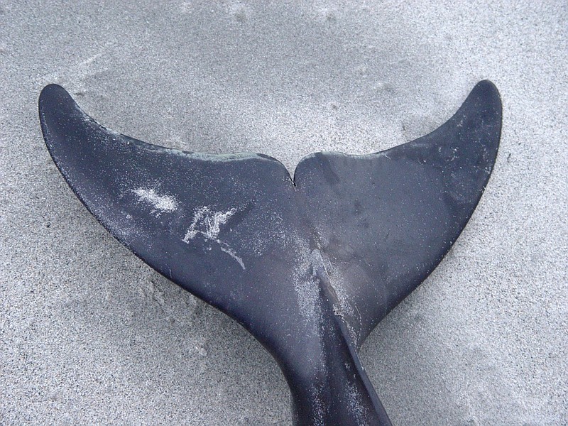 Dolphin Tail - stock photo dolphin stranded beach / Getty Images
