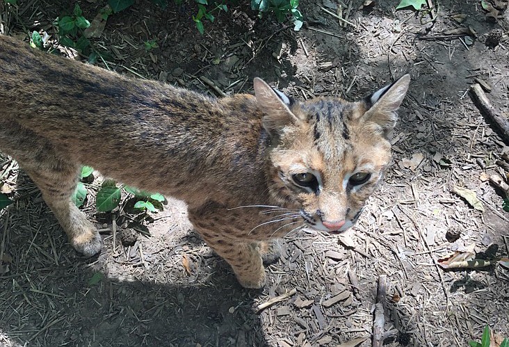 Evi the bobcat is back home after being away for about a week. She's being fed slowly, as she's lost about 1/3 of her body weight, according to Reflection Riding president Mark McKnight. / Photo provided by her caretaker Taylor Berry