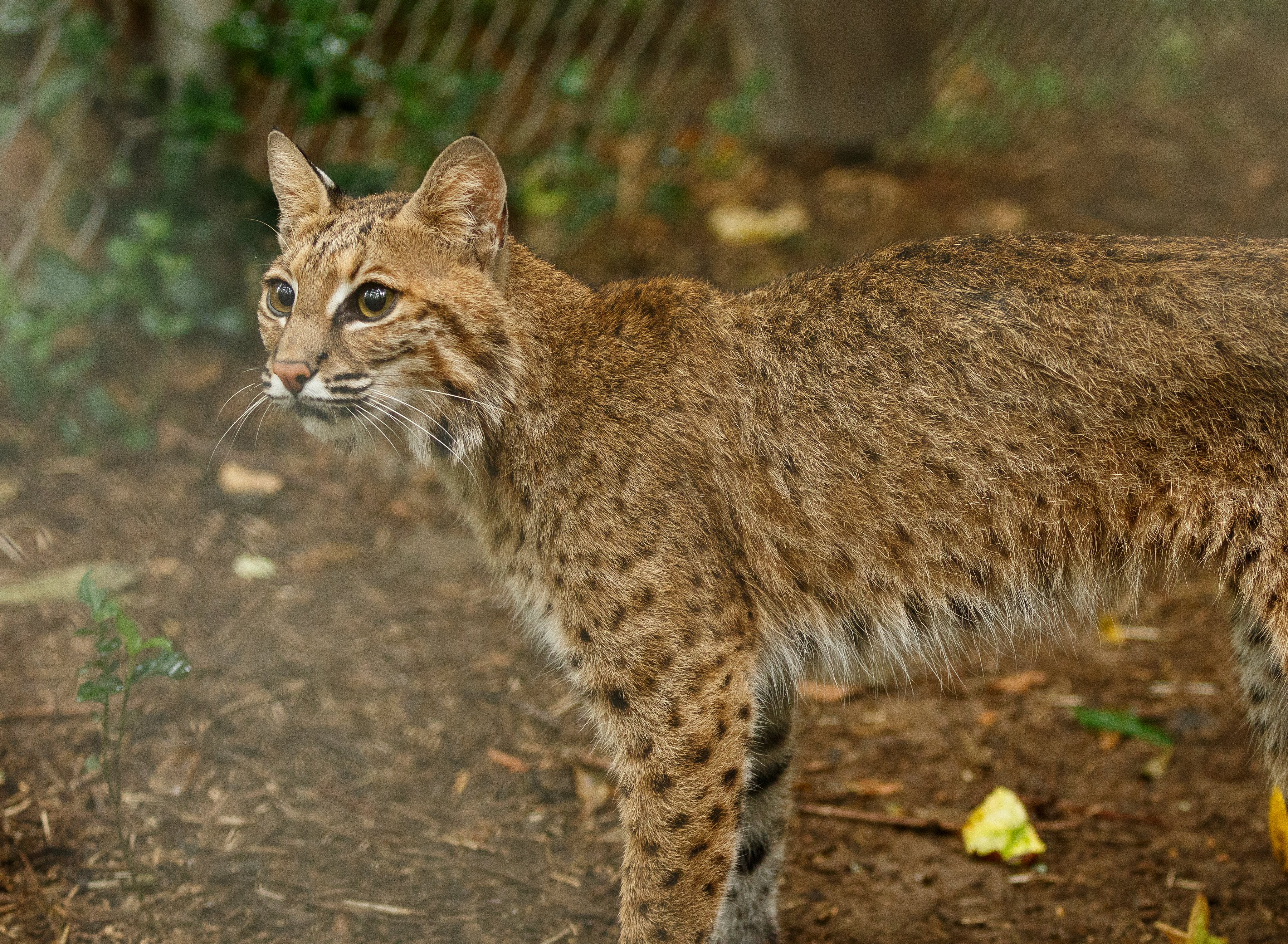 Bobcat released into the wild after spending winter recovering at Virginia  wildlife center