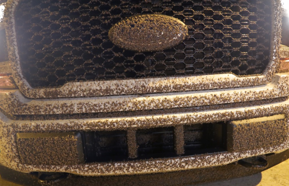 Blind mosquitoes, or aquatic midges, cover the front grill of a truck driven by motorist Blake Campo, who stopped along the Causeway Bridge over Lake Pontchartrain after he could no longer see through his windshield, due to swarms of the insects, in Jefferson Parish, La., outside New Orleans Tuesday, June 18, 2019. Billions of mosquito lookalikes are showing up in the New Orleans area, blanketing car windshields, littering the ground with bodies and even scaring some folks. They're aquatic midges, also called