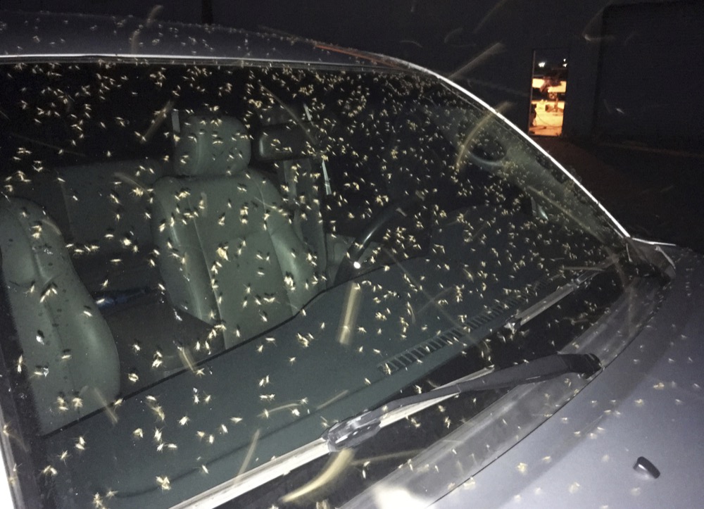 Blind mosquitoes, or aquatic midges, are seen on a windshield at New Orleans Lakefront Airport in New Orleans, Thursday, June 13, 2019. Billions of mosquito lookalikes are showing up in the New Orleans area, blanketing car windshields, littering the ground with bodies and even scaring some folks. They're aquatic midges, also called