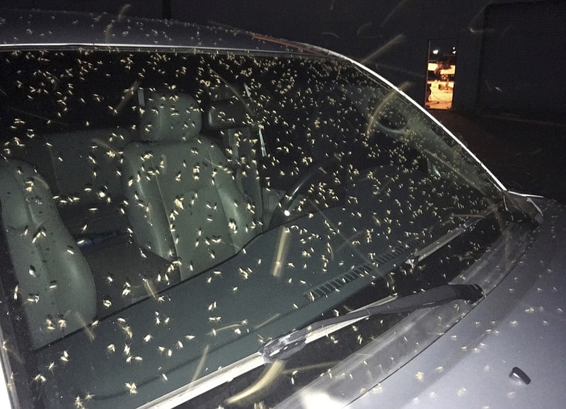 Blind mosquitoes, or aquatic midges, are seen on a windshield at New Orleans Lakefront Airport in New Orleans, Thursday, June 13, 2019. Billions of mosquito lookalikes are showing up in the New Orleans area, blanketing car windshields, littering the ground with bodies and even scaring some folks. They're aquatic midges, also called "blind mosquitoes," but these flies don't bite. However, the Motorist Assistance Patrol on the 24-mile-long Lake Pontchartrain Causeway has been stocking extra water to slosh down windshields. (AP Photo/Gerald Herbert)