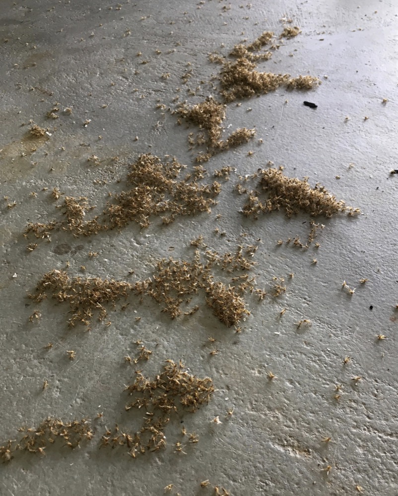 Piles of dead blind mosquitoes, or aquatic midges, are seen in an airplane hangar at New Orleans Lakefront Airport in New Orleans, Friday, June 14, 2019. Billions of mosquito lookalikes are showing up in the New Orleans area, blanketing car windshields, littering the ground with bodies and even scaring some folks. They're aquatic midges, also called