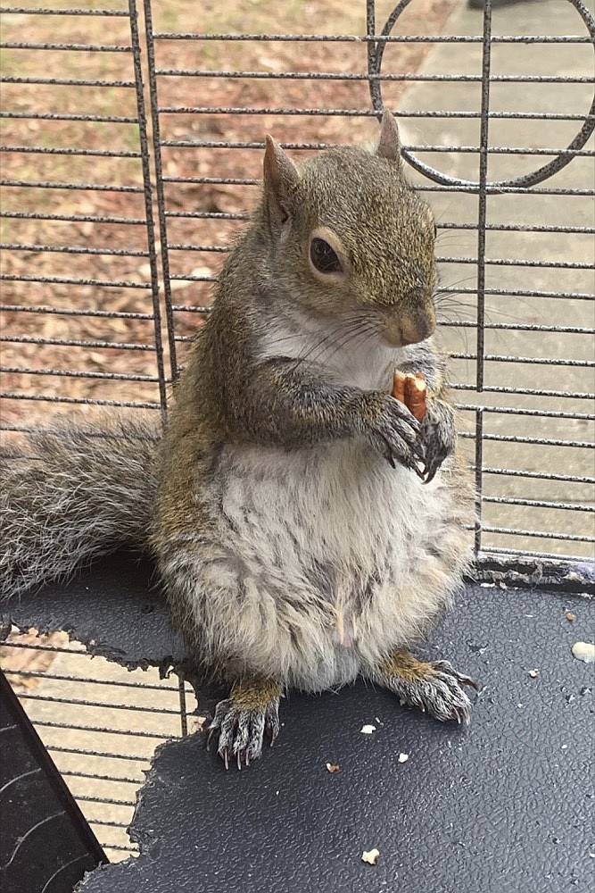 In this June 2019 photo released by the Limestone County Sheriff's Office, a squirrel is shown in a cage, in Ala. Alabama investigators say a man kept the caged "attack squirrel" in his apartment and fed it methamphetamine to ensure it stayed aggressive. (Limestone County Sheriff's Office via AP)

