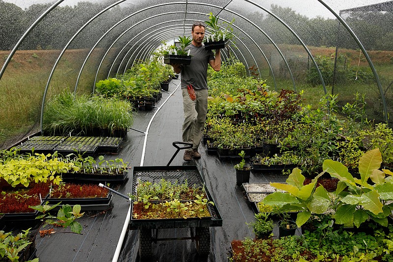 Horticulturist Scotty Smith carries plants through a hoop house of native plants at Reflection Riding Arboretum and Nature Center on Tuesday, June 18, 2019, in Chattanooga, Tenn. The nature center is working to replace invasive species on the property with native plants.