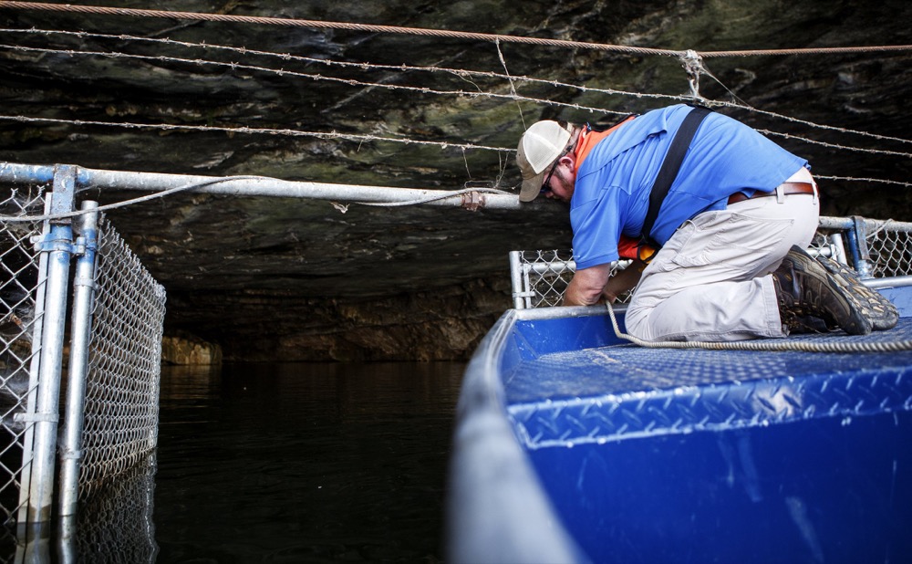 TVA Senior Specialist Josh Burnette unlocks the gate at Nickajack Cave on Wednesday, June 19, 2019 in Marion County, Tenn. Representatives from the Tennessee Valley Authority and Tennessee Wildlife Resources Agency gathered to count gray bats as they exited the cave. Gray bats are federally endangered and afforded protection under the Endangered Species Act.