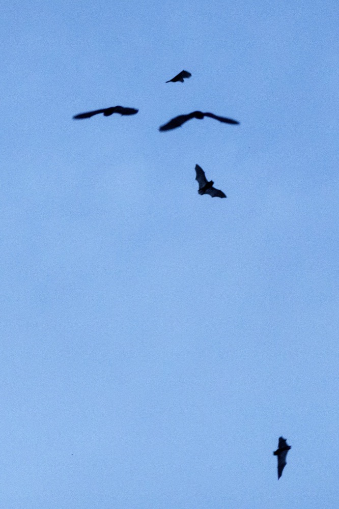 Gray bats fly out of Nickajack Cave on Wednesday, June 19, 2019 in Marion County, Tenn. Gray bats are federally endangered and afforded protection under the Endangered Species Act.