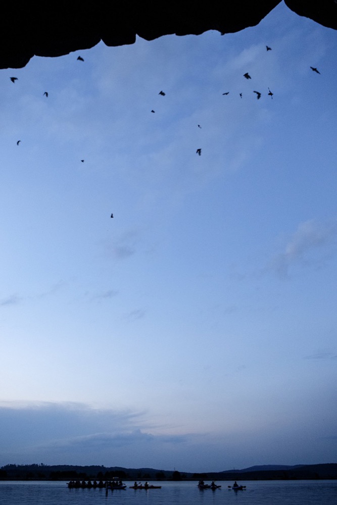 Bats fill the sky outside of Nickajack Cave as a group of campers from Tennessee Governor's School for Prospective Teachers watch on Wednesday, June 19, 2019 in Marion County, Tenn. Gray bats are federally endangered and afforded protection under the Endangered Species Act. The Governor's School camp was hosted by the University of Tennessee at Chattanooga.