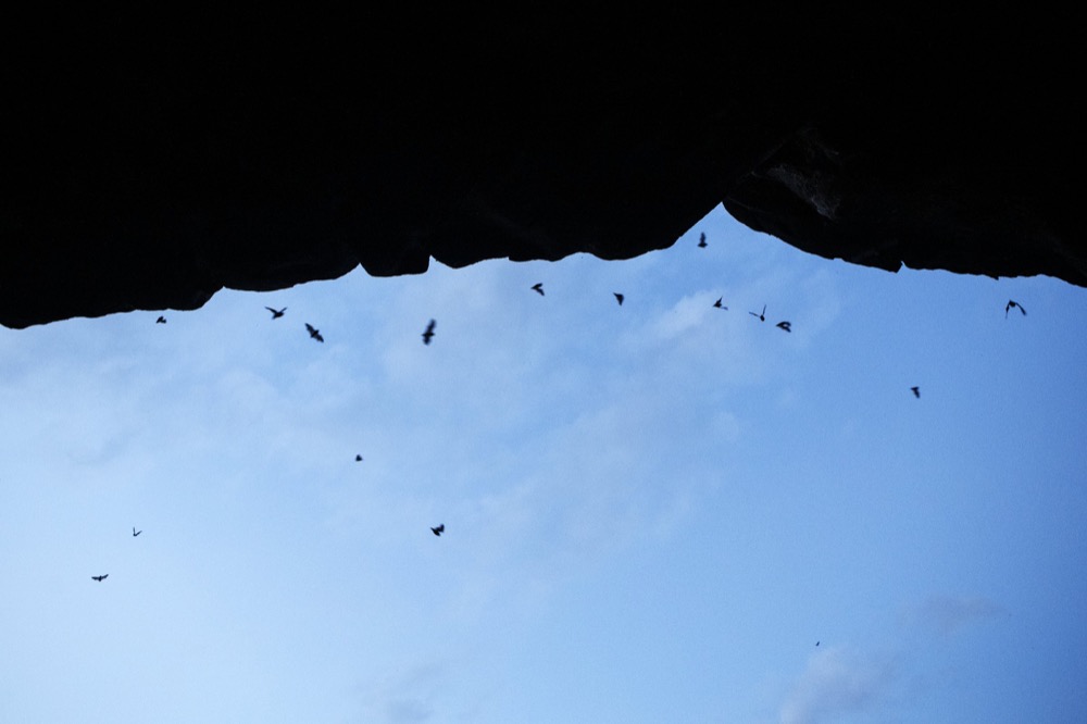 Bats fill the sky outside of Nickajack Cave on Wednesday, June 19, 2019 in Marion County, Tenn. Gray bats are federally endangered and afforded protection under the Endangered Species Act.