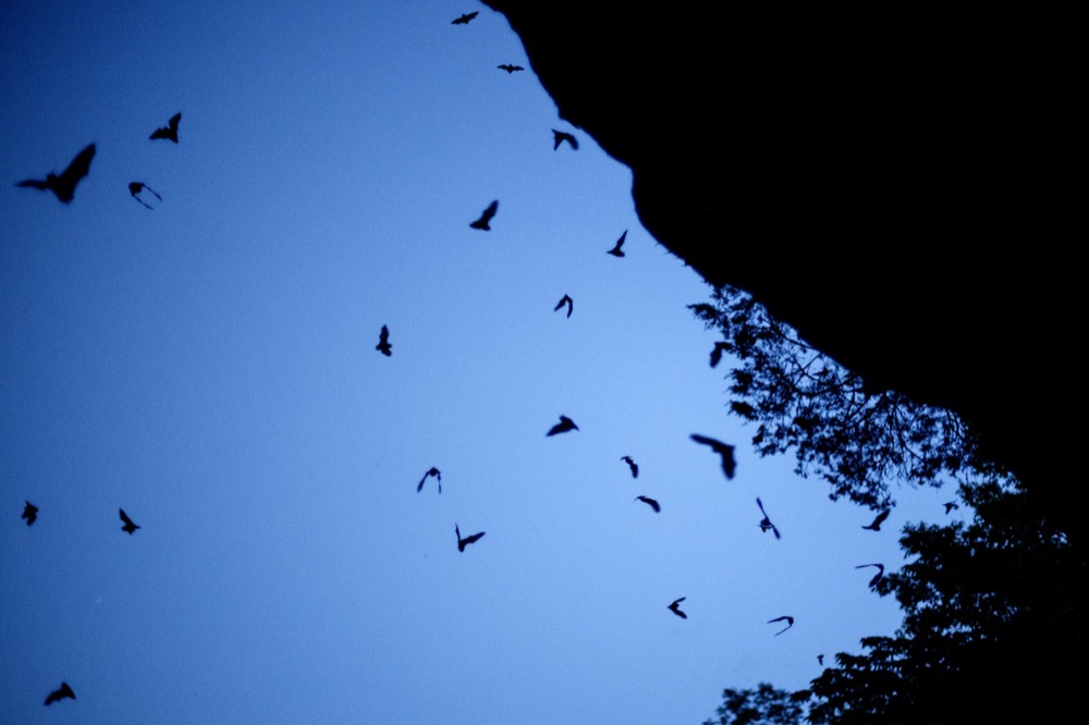 Bats fill the sky outside of Nickajack Cave on Wednesday, June 19, 2019 in Marion County, Tenn. Gray bats are federally endangered and afforded protection under the Endangered Species Act.